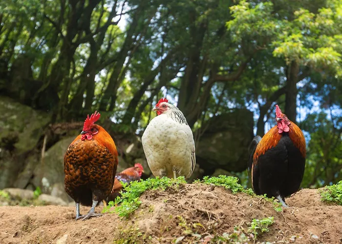 Entre A Pedra E O Mar *